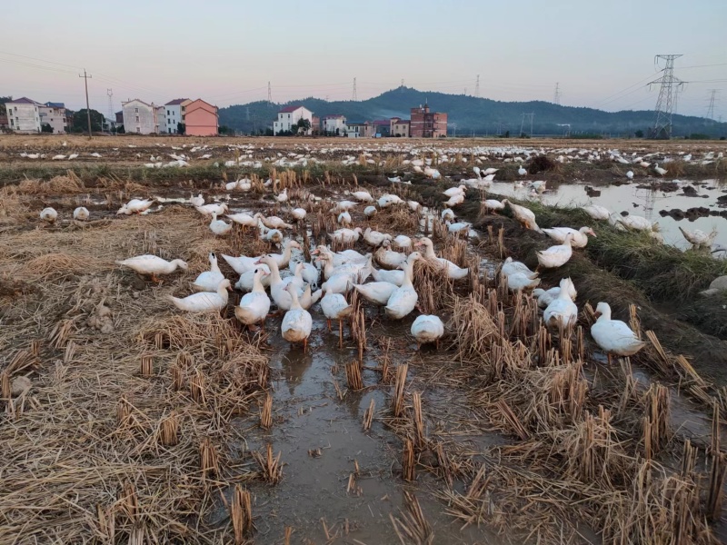 【实力商家】农家散养土鸭一手货源无污染肉质细腻鲜美