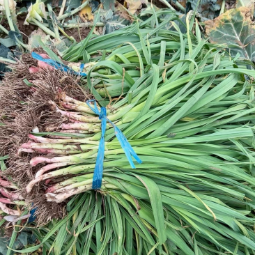 红根蒜苗，精品泥蒜，产地直发，物美价廉。