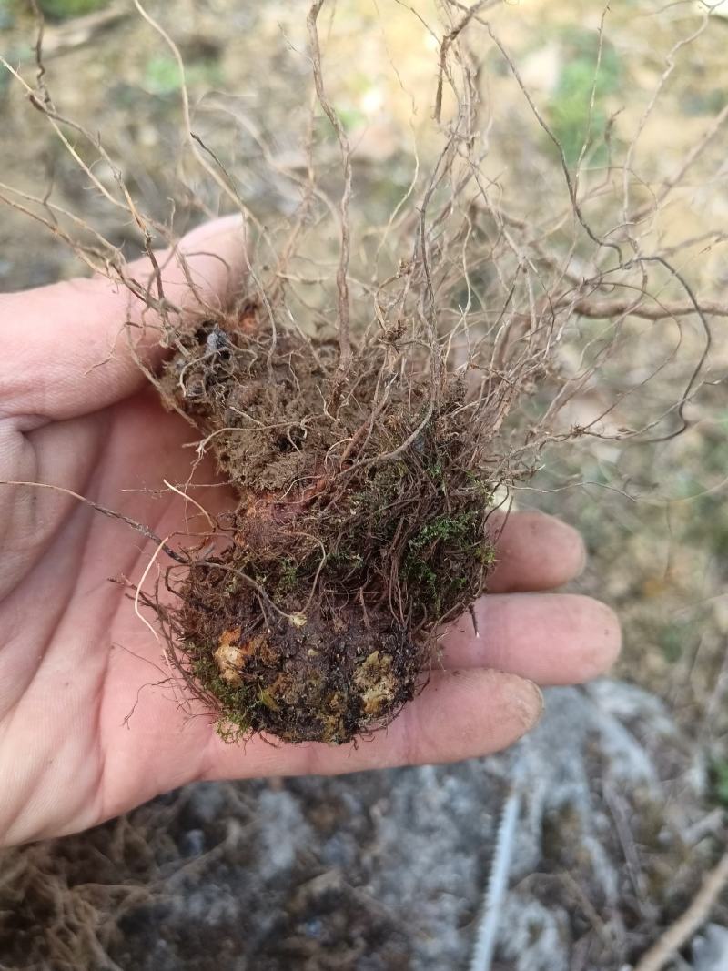 野荞麦，金荞麦根