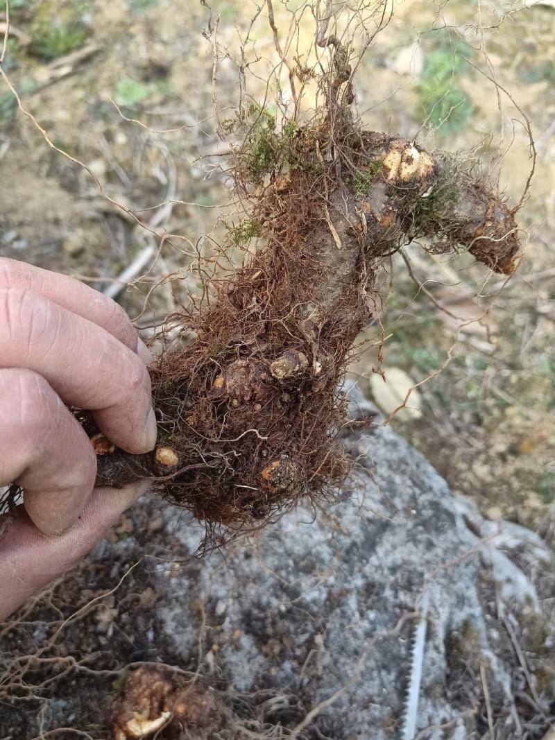 野荞麦，金荞麦根