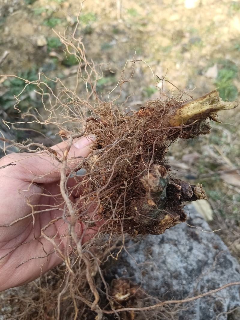 野荞麦，金荞麦根