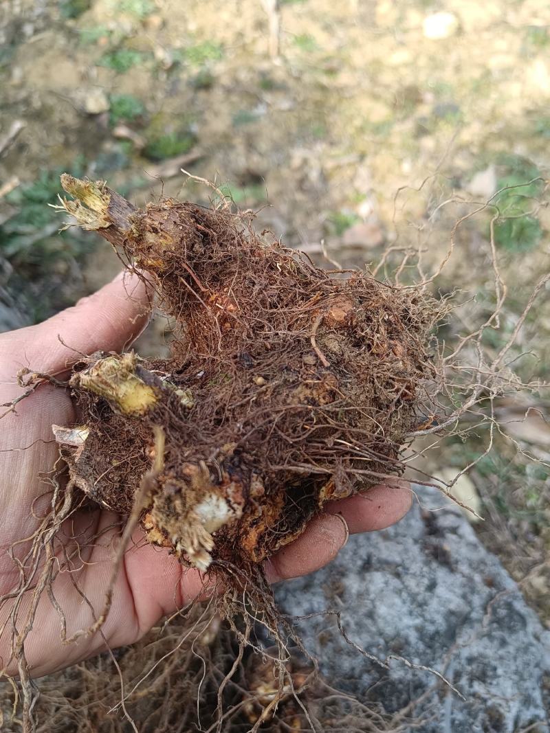 野荞麦，金荞麦根