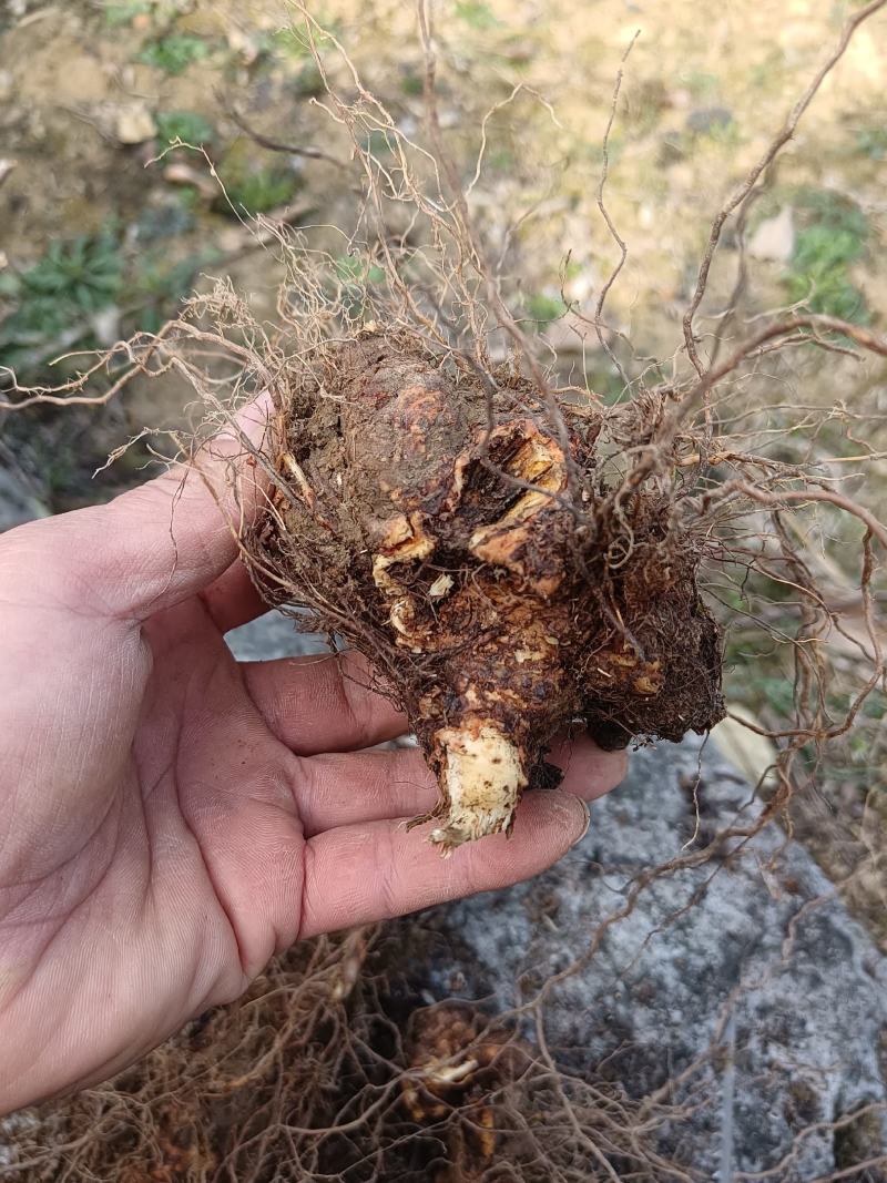 野荞麦，金荞麦根