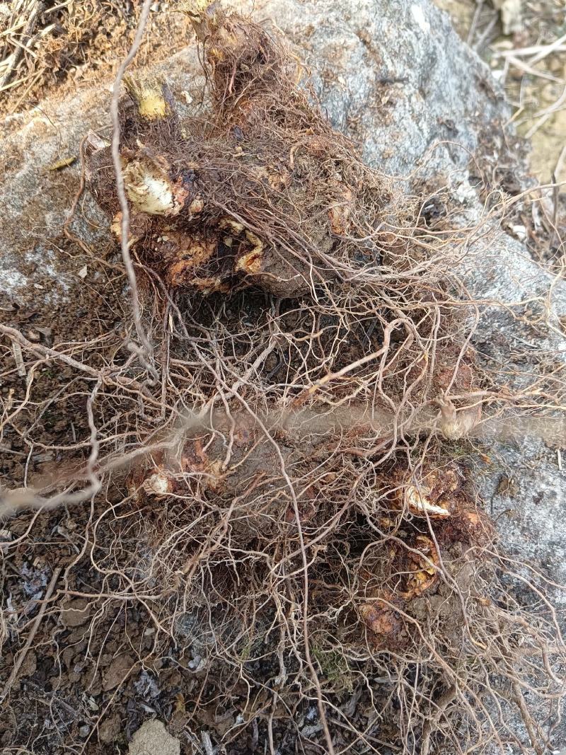 野荞麦，金荞麦根