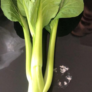 广东菜心