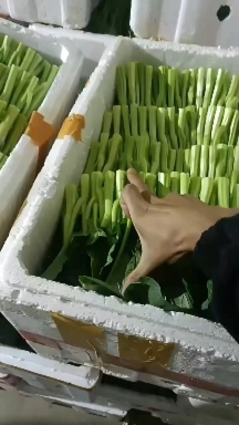 广东菜心