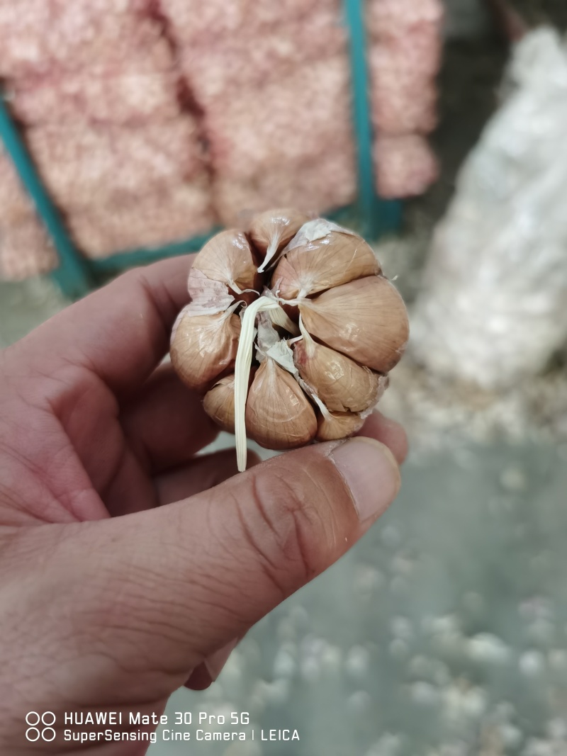 红蒜代收代存，冷库出租，实力配资，欢迎新老客户前实地考察