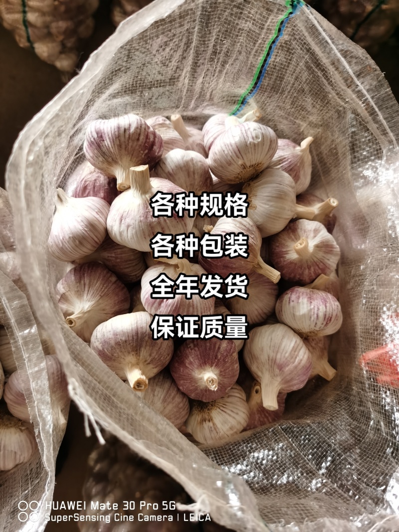 金乡大蒜货发全国，加工改包各种规格都有，欢迎各地客商联系