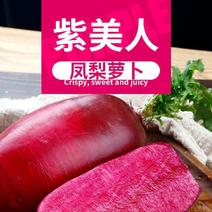 【实力】山东潍坊凤梨紫美人萝卜电商市场超市大量供应