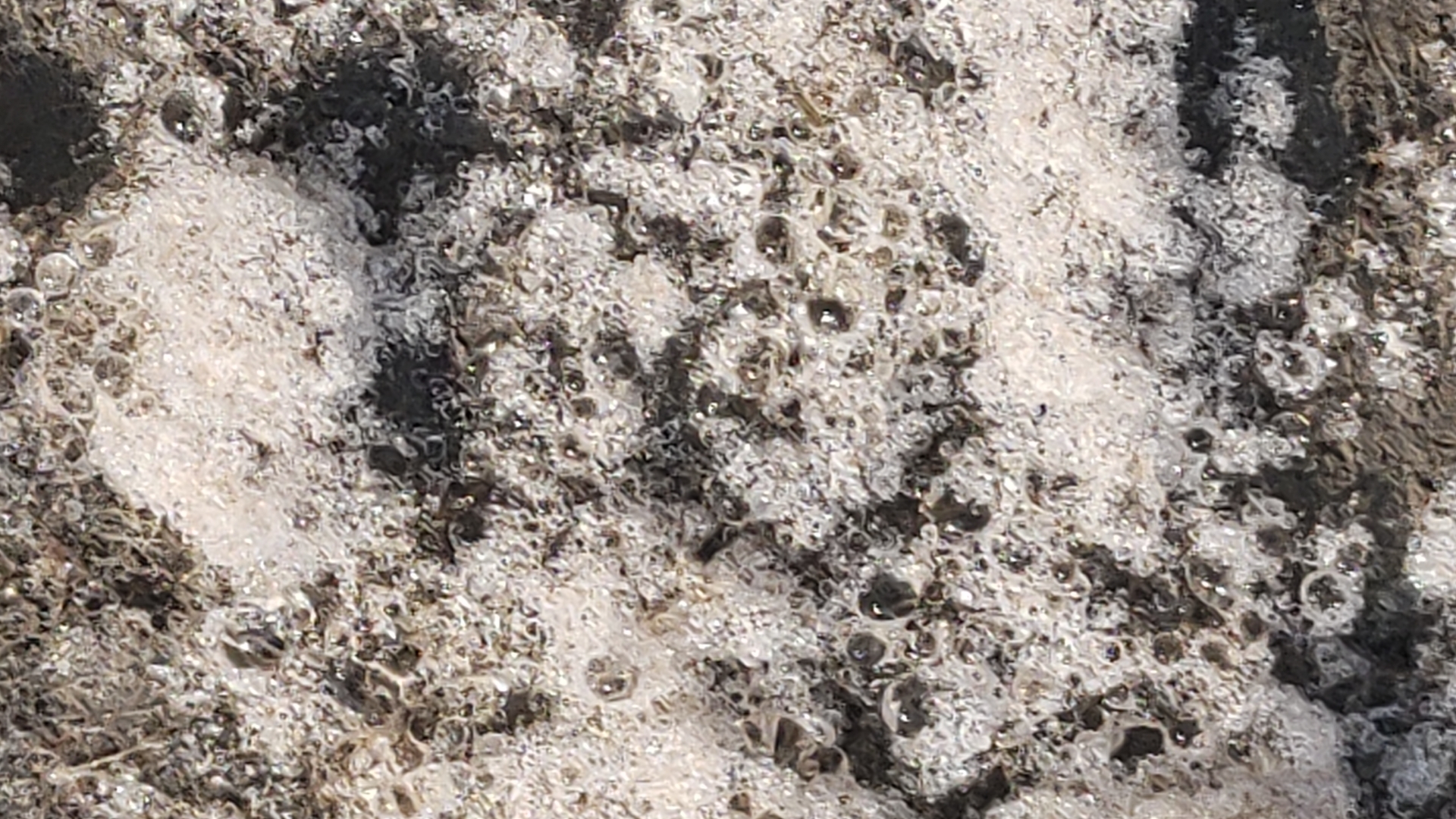 野生羊肚菌生长在湿润的森林地面上,周围是落叶和松针,环境阴凉,空气清新 羊肚菌野生环境