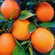 （推荐）奉节脐橙代办二级果，高次果，商品果，选果