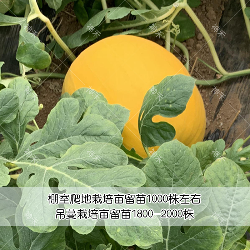 卡其皇冠西瓜种子黄皮红瓤礼品西瓜种子早熟高甜脆爽多汁西瓜