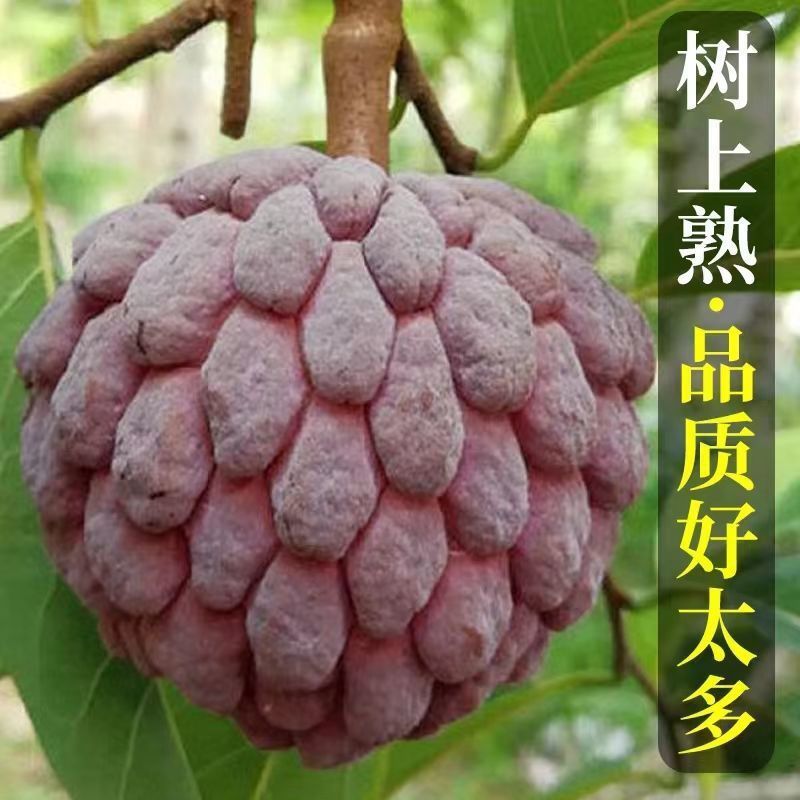 释迦果玫瑰红新鲜当季热带水果软糯香甜红皮凤梨释迦佛头果特