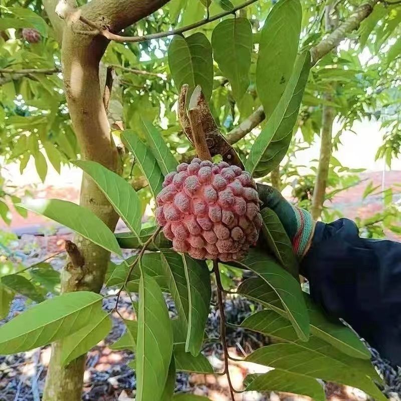 释迦果玫瑰红新鲜当季热带水果软糯香甜红皮凤梨释迦佛头果特