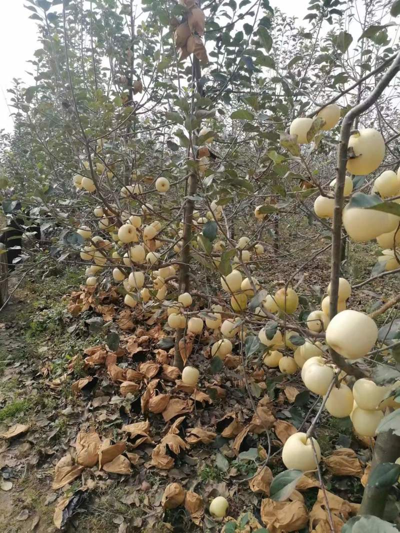 黄金维纳斯苹果，套的纸袋，果面光洁美观有机肥种植口感超好