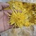 金丝皇菊