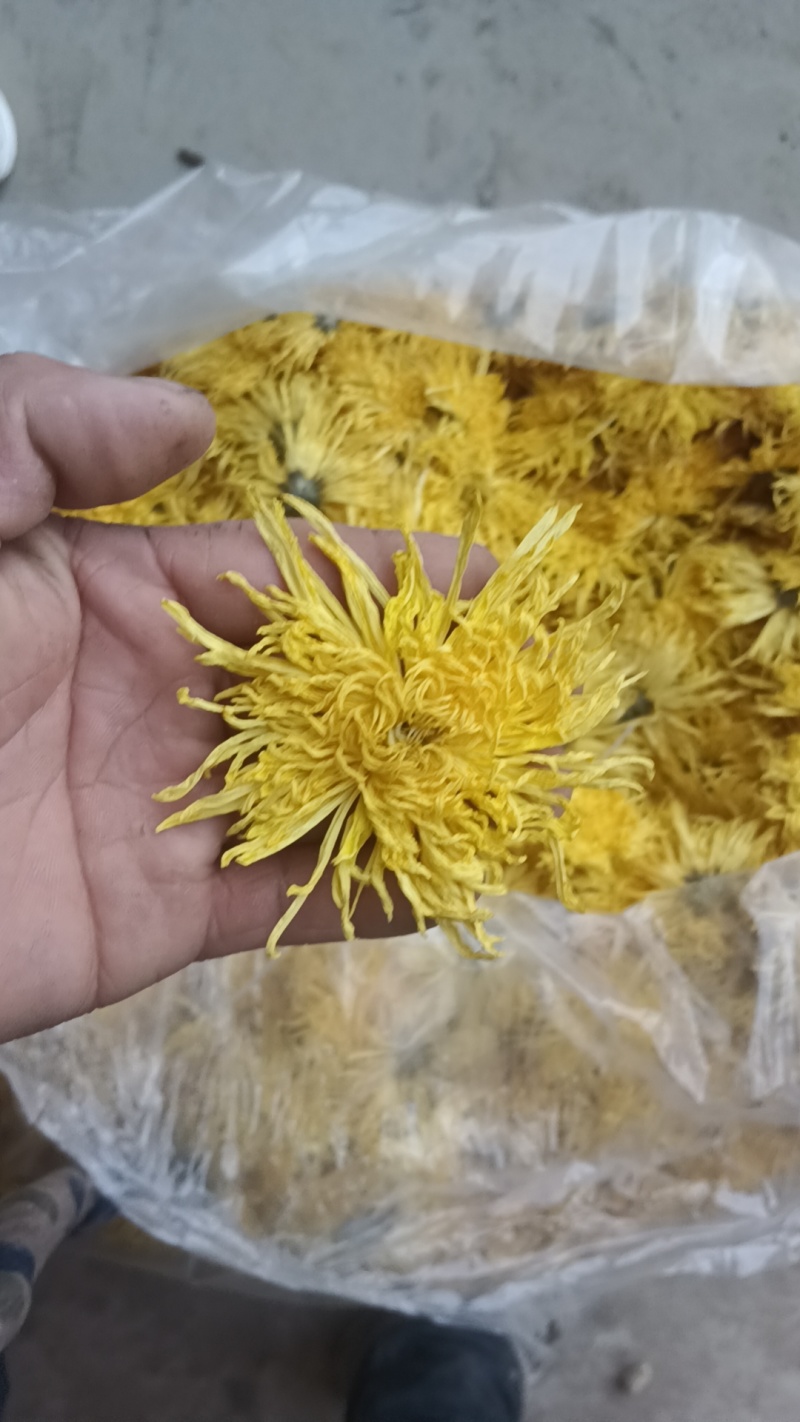 金丝皇菊