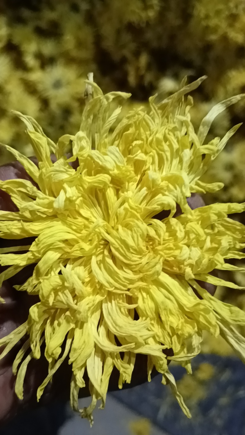 金丝皇菊