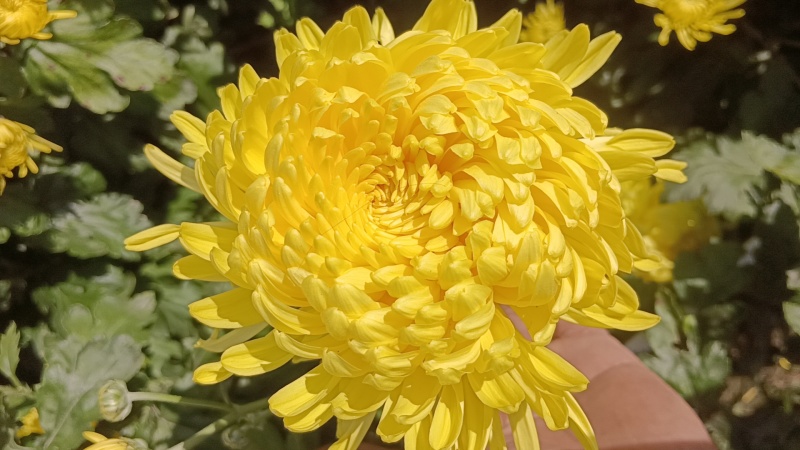 金丝皇菊