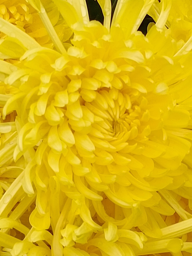 金丝皇菊