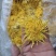 金丝皇菊