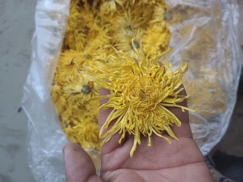 金丝皇菊