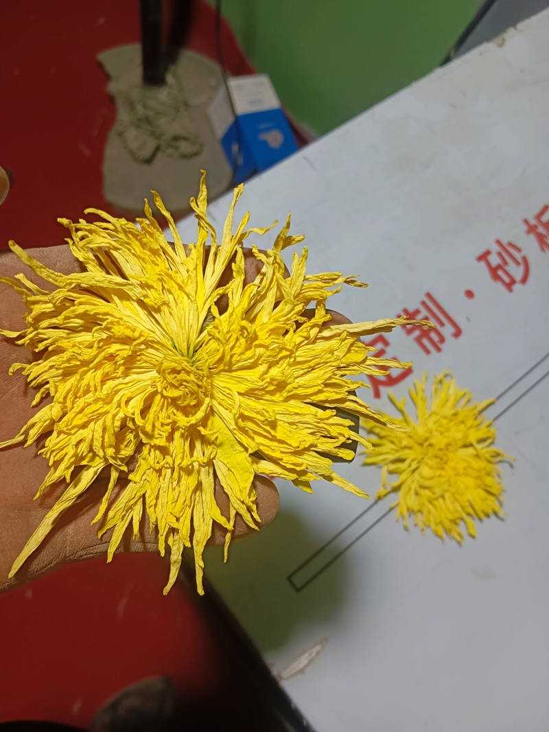 金丝皇菊