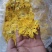 金丝皇菊