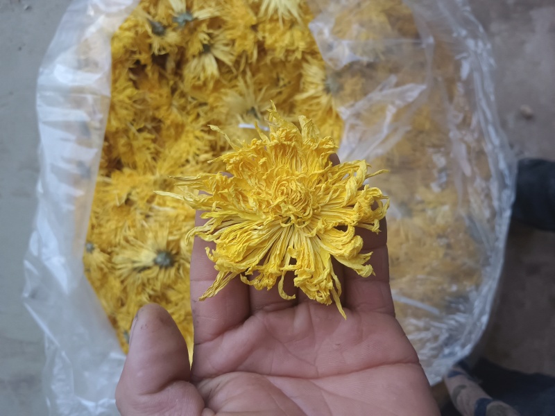 金丝皇菊