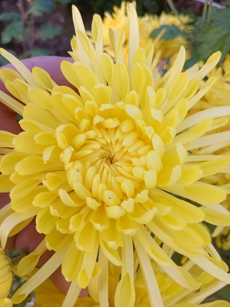 金丝皇菊