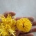 金丝皇菊