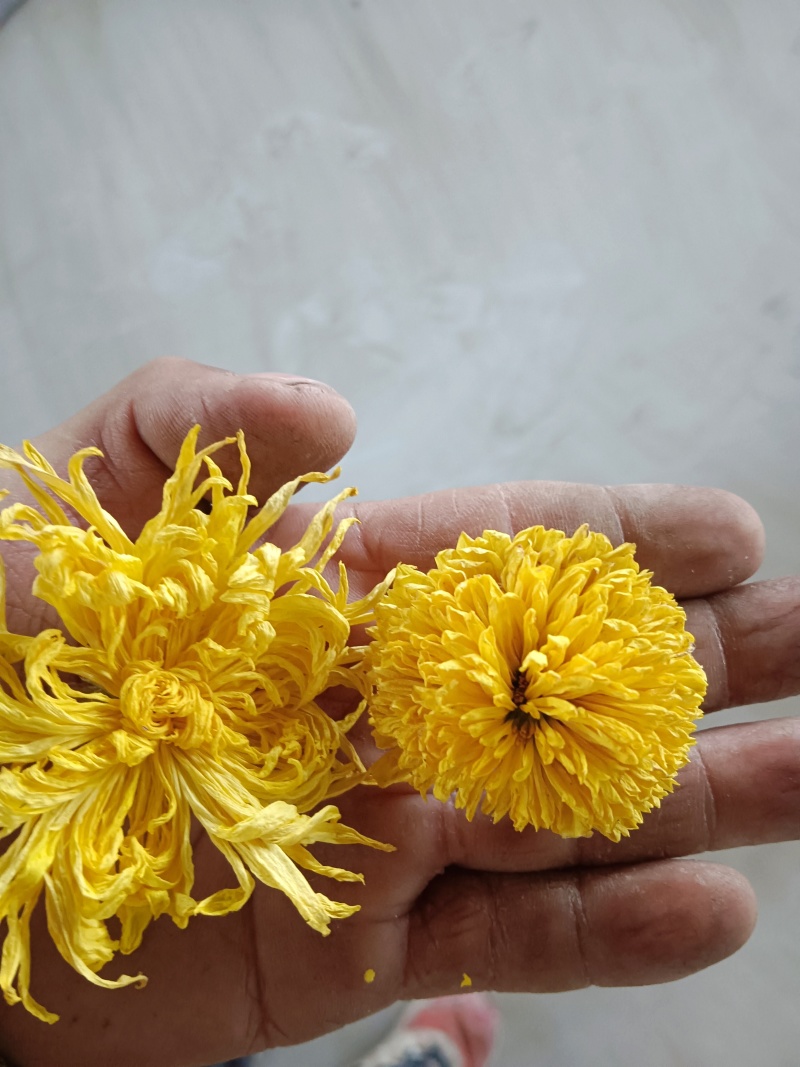 金丝皇菊