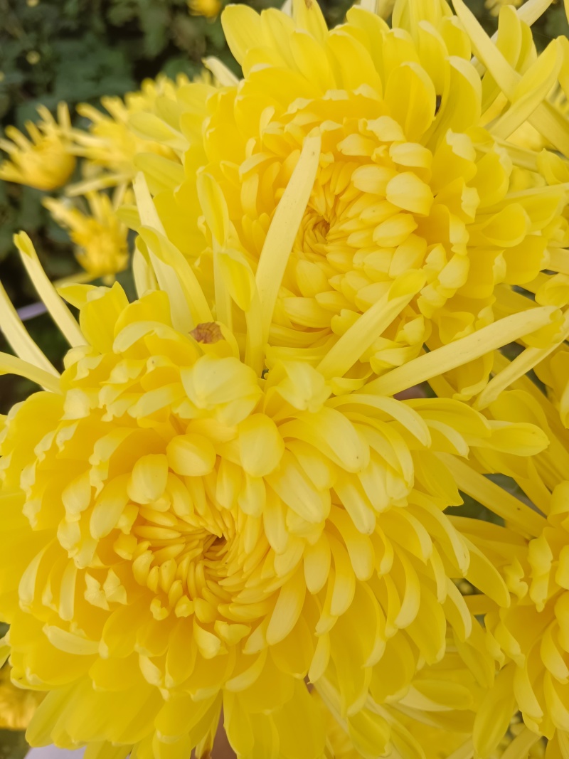 金丝皇菊