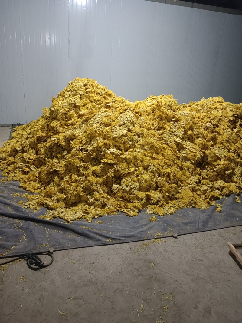 金丝皇菊