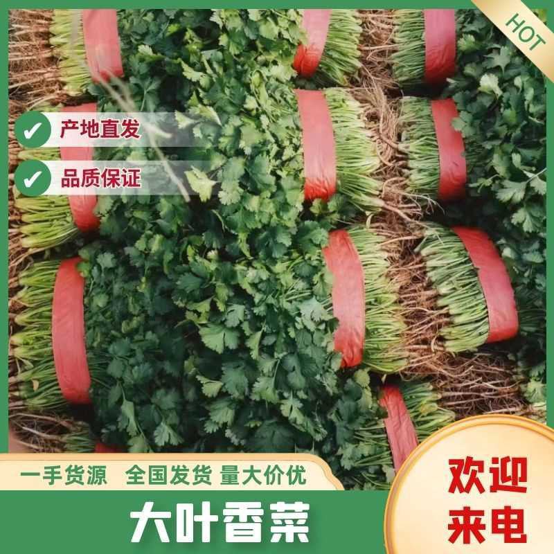 大叶香菜大量上市，一手货源各种规格都有可视频看货！