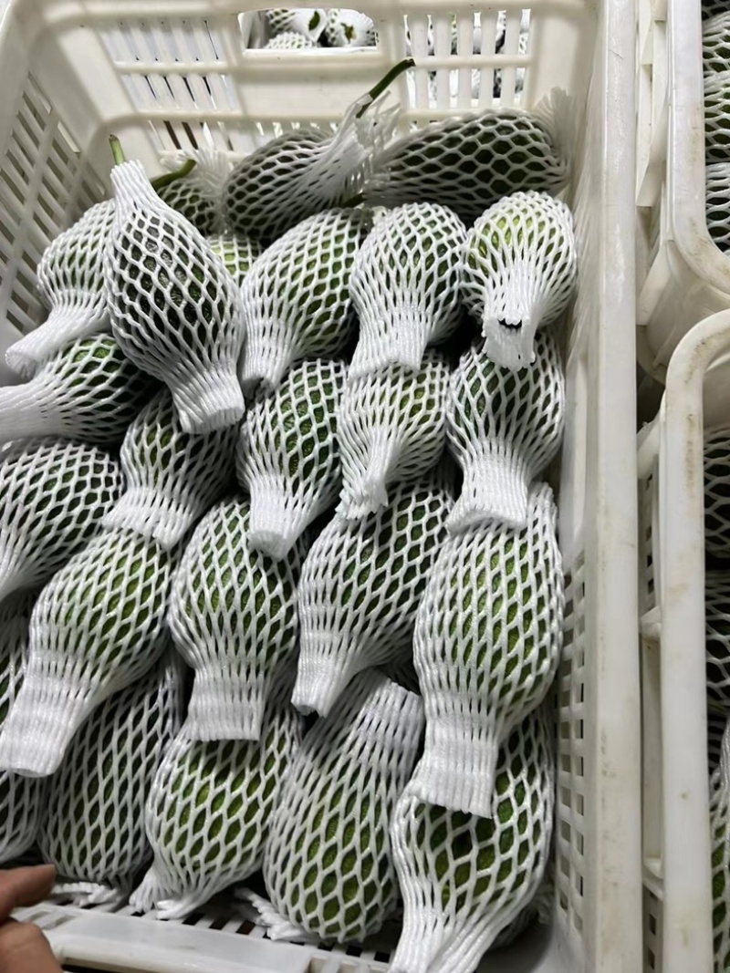 苹果丝瓜基地种植200亩货源稳定供应商超欢迎进店