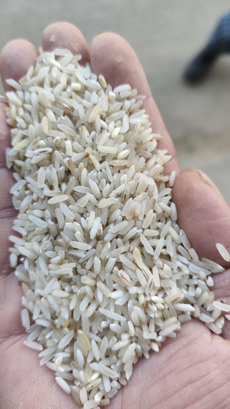 黄米、碎米、米糠，大量现货，低价出