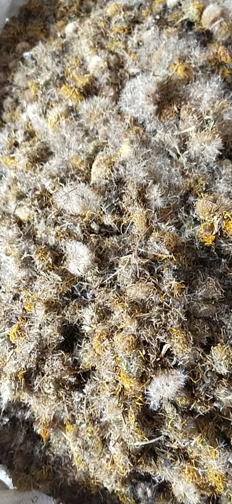 旋覆花，各种规格旋覆花，产地直销，大货供应，物美价廉
