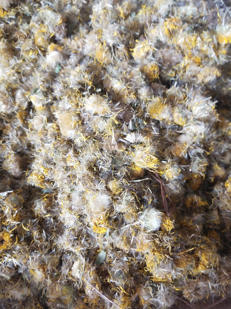旋覆花，各种规格旋覆花，产地直销，大货供应，物美价廉