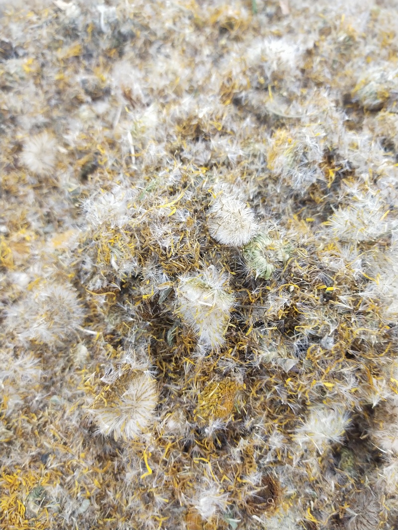 旋覆花，各种规格旋覆花，产地直销，大货供应，物美价廉