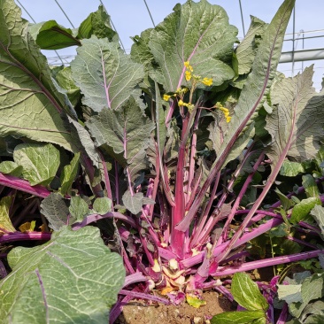 洪山菜薹