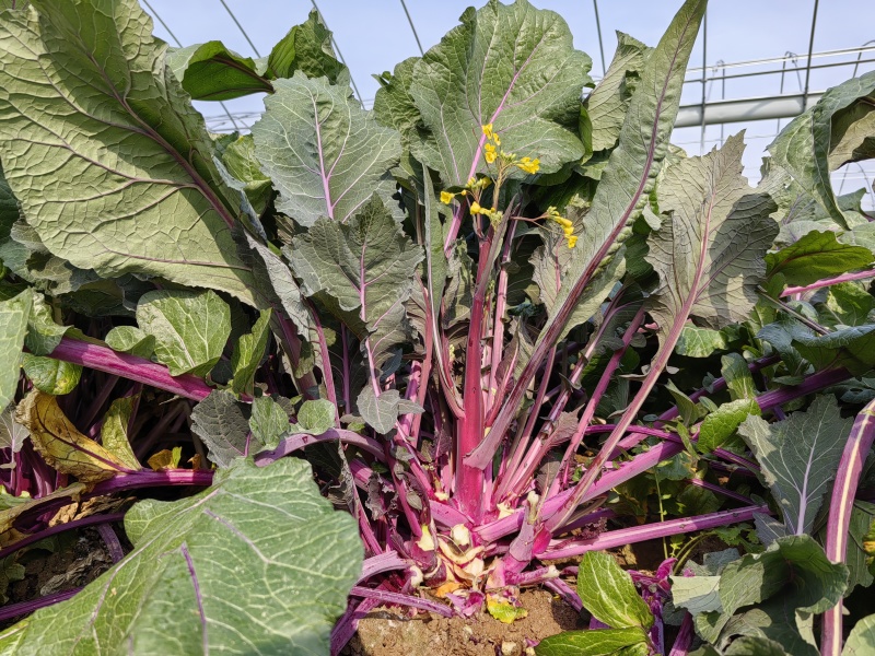 洪山菜薹