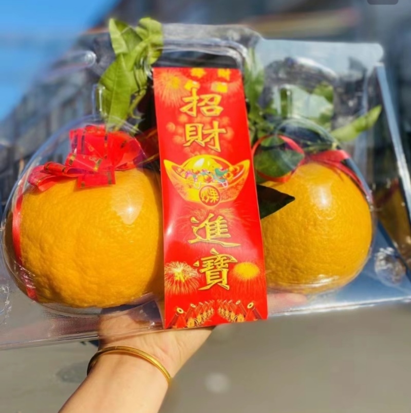 福建省漳州市发财柑【橘红】开始大量上市