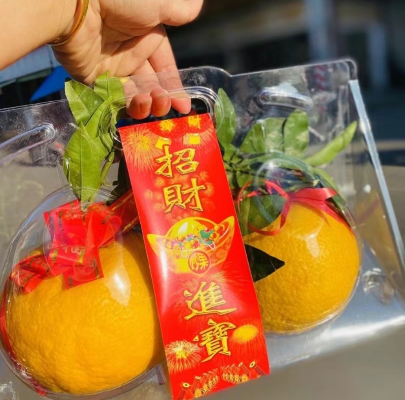 福建省漳州市发财柑【橘红】开始大量上市