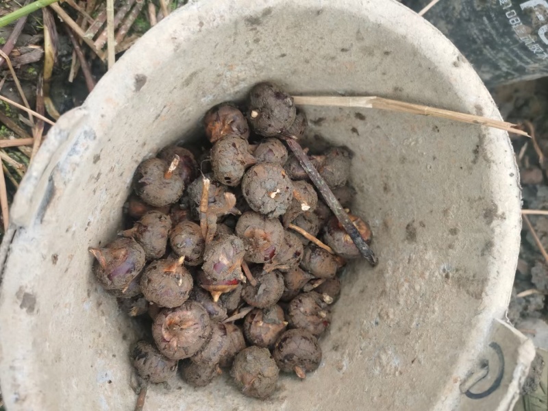 广西马蹄水果马蹄产地直发，对接电商/市场/商超/产地直发