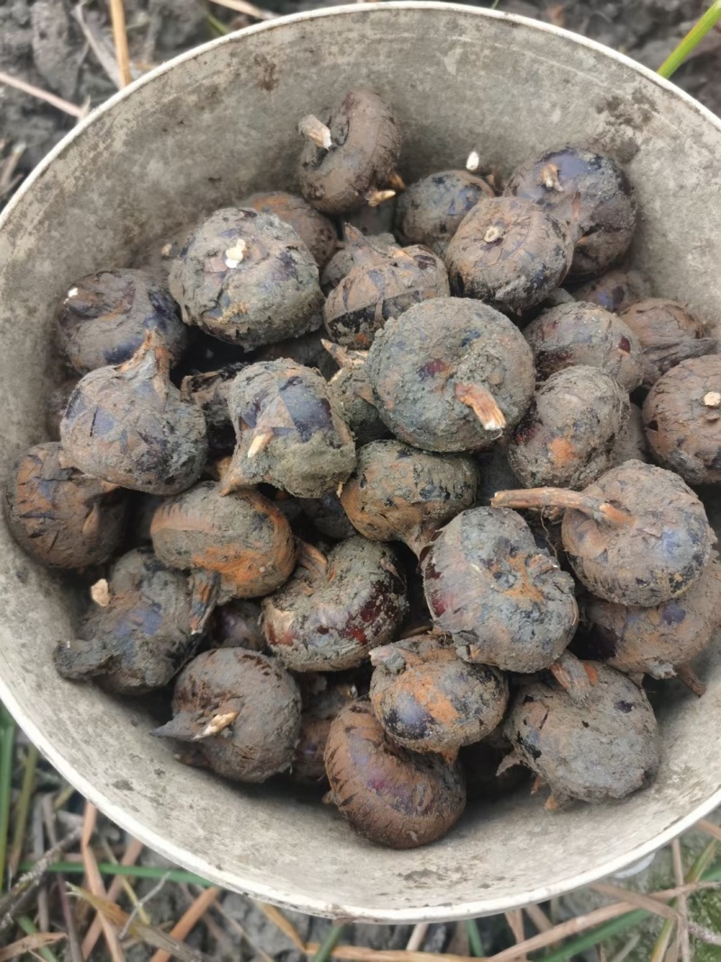 广西马蹄水果马蹄产地直发，对接电商/市场/商超/产地直发
