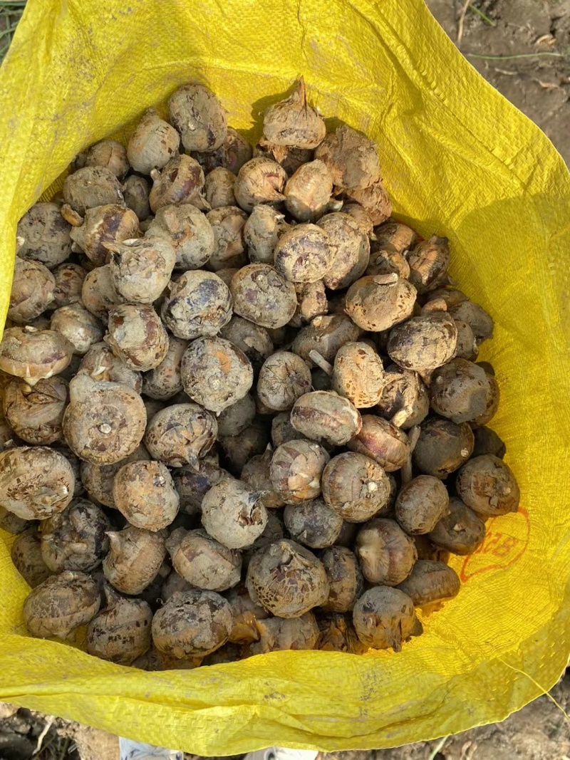 广西马蹄水果马蹄产地直发，对接电商/市场/商超/产地直发