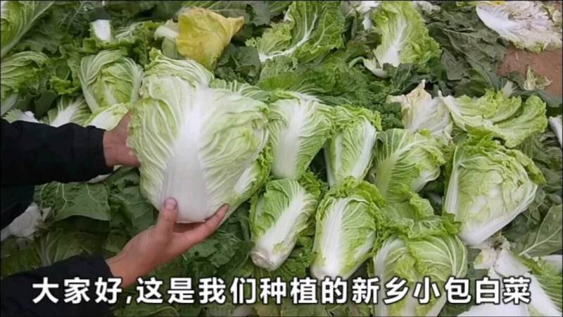 《新乡小包》开封大白菜鸡腿白菜白心大白菜现货供应中