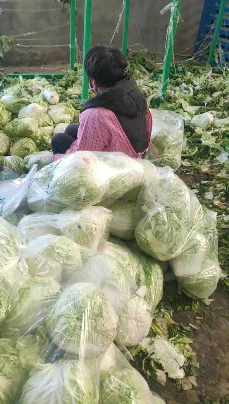 《新乡小包》开封大白菜鸡腿白菜白心大白菜现货供应中