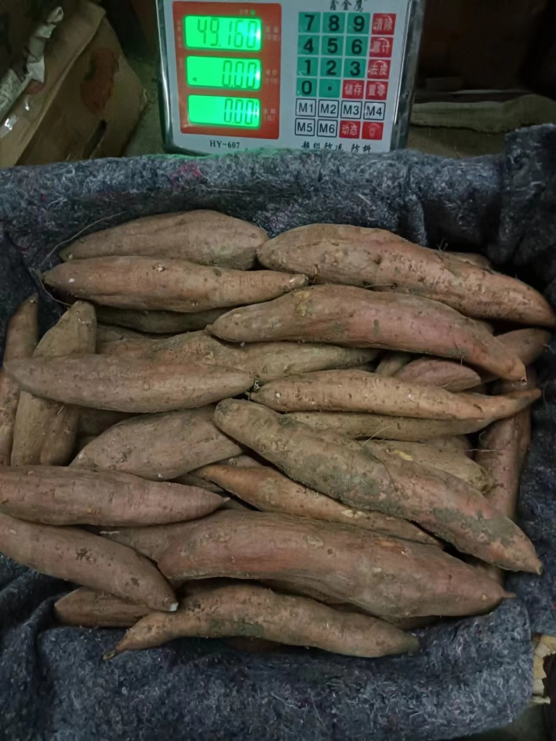 精品冰糖心哈密薯，山东德州一手货源，量大从优